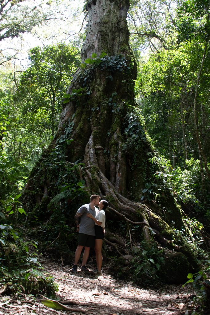 Pärchen vor einem riesigen Baum in Panama