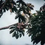 Eine Faultiermutter mit ihrem Jungen in den höhen der Bäume am Red Frog Beach.