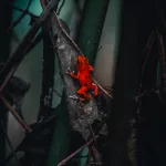 Kleiner roter Frosch nachdem auch der Stand benannt worden ist. Red Frog Beach.