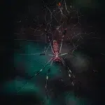 Spinne in ihrem Netz mit einem roten Bauch auf unserem Abenteuer Panama