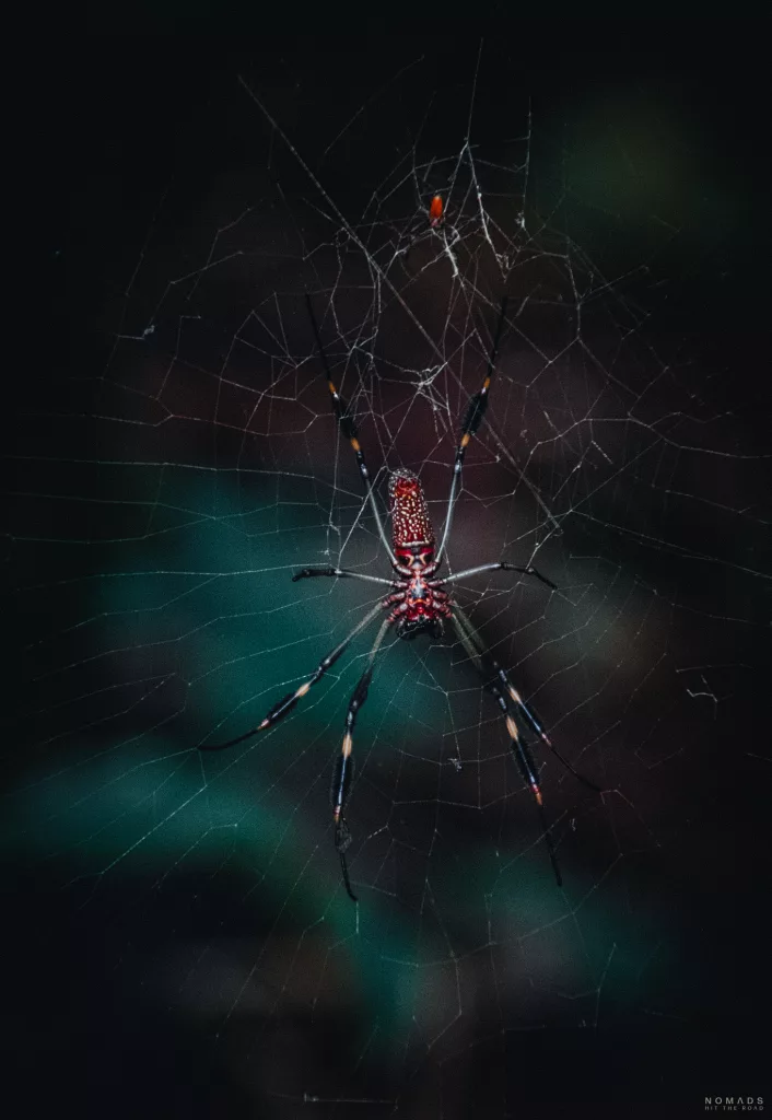 Spinne in ihrem Netz mit einem roten Bauch.