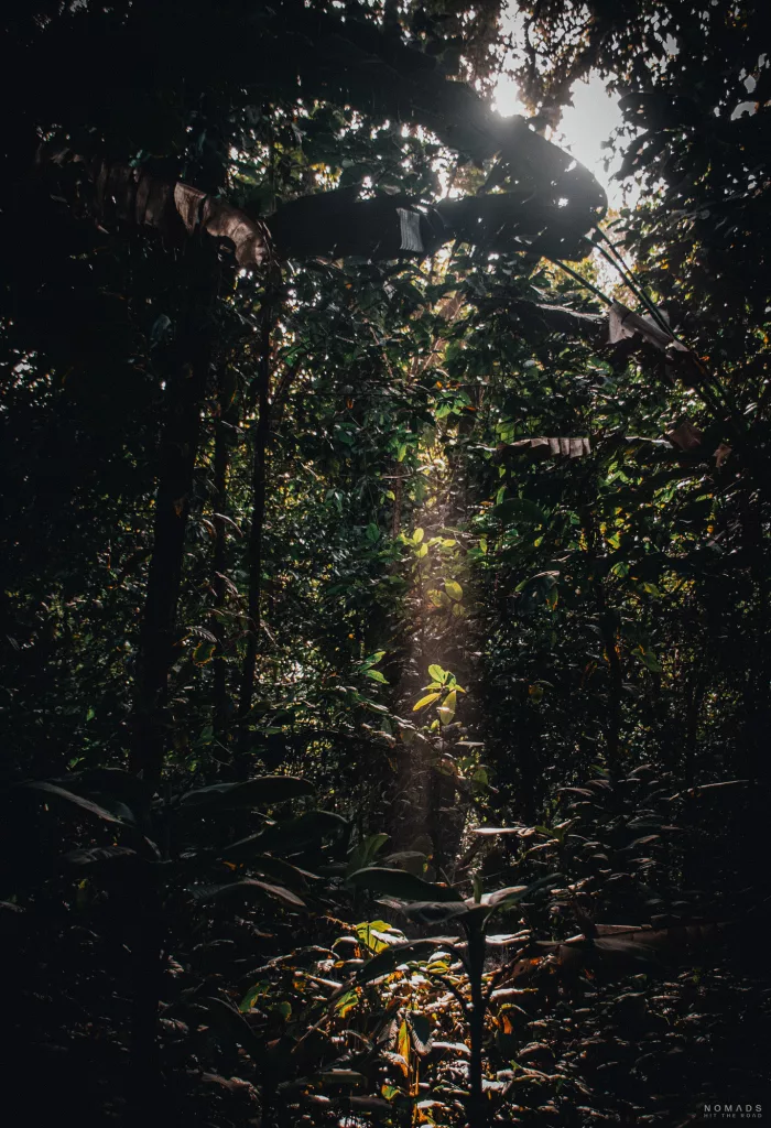 Eintauchen in die geheimnisvolle Wildnis von Bocas del Toro, Panama. Erlebe unvergessliche Momente inmitten des faszinierenden Dschungels.