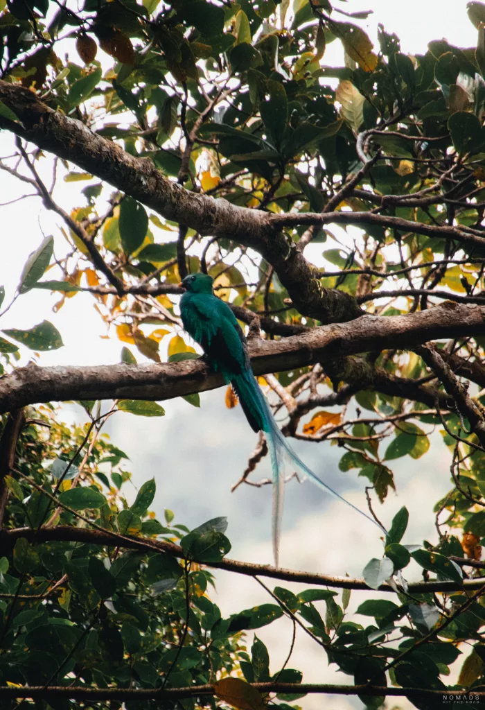 Der Quetzal: Seltener und unglaublich farbenfroher Vogel, der in Boquete zu finden ist