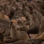 Robbenkolonie mit einem Schakal in ihrer Mitte