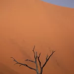 Toter Baum vor Big Daddy Düne im Deadvlei