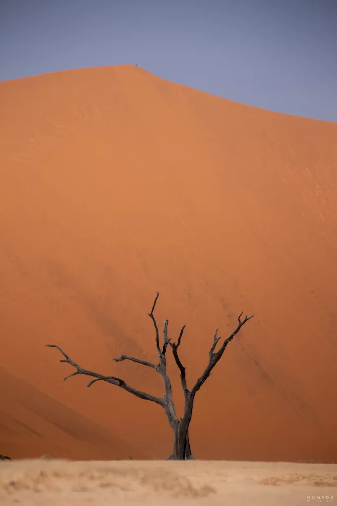 Baum im Deadvlei mit der Big Daddy Düne im Hintergrund und hellem Sand im Vordergrund
