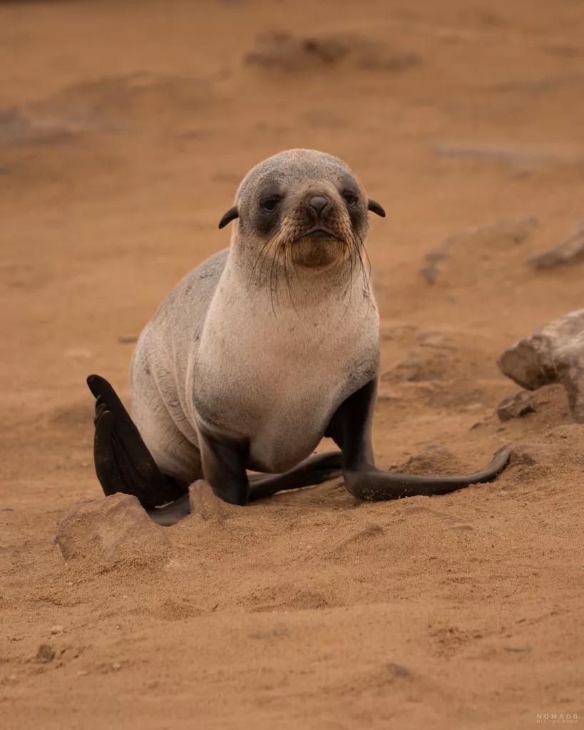 Seerobben Baby am Strand in Cape Cross, Namibia