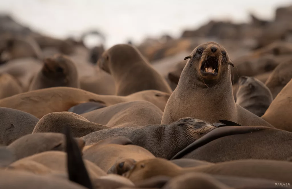 Seerobben Kolonie in Cape Cross mit einer schreienden Robbe