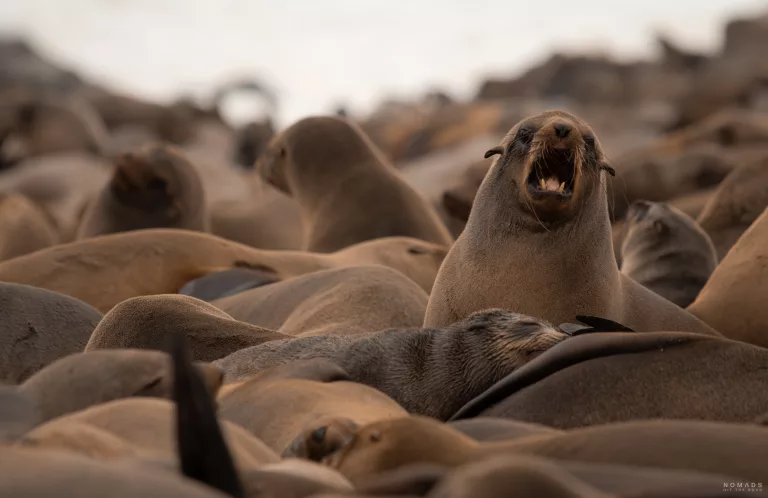 Seerobben Kolonie mit einer Robbe, die schreit, am Strand in Cape Cross in Namibia