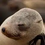 Robbe im Porträt in Cape Cross