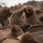Robbenkolonie mit zwei Robben, die einander an der Nase berühren