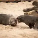 Zwei Robben kämpfen miteinander in Cape Cross