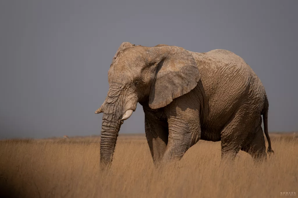 Elefant seitlich laufend durch den Etosha National Park im hohen Gras der Steppe