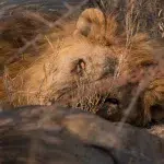 Löwe liegend und einen anschauend im Ogunma Nature Reserve direkt neben dem Etosha Nationalpark