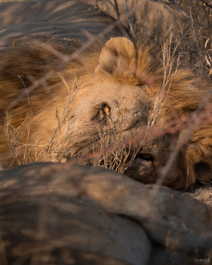 Löwe liegend und einen anschauend im Ogunma Nature Reserve direkt neben dem Etosha Nationalpark