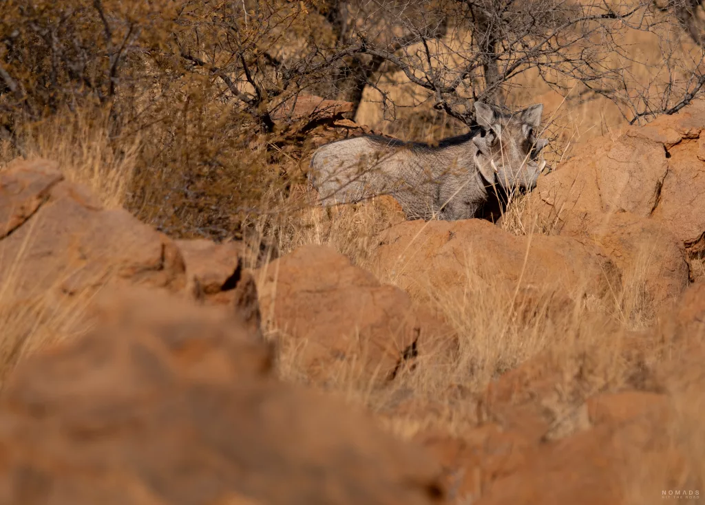 Warzenschwein zwischen Steinen und Bäumen in den Namibgrens Mountains in der Nähe der Campsite