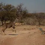 Ein Kudu läuft über einen Weg