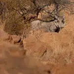 Warzenschwein versteckt hinter Steinen und Büschen