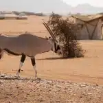 Oryx läuft durch das Sesriem Oshana Camp in Sossusvlei
