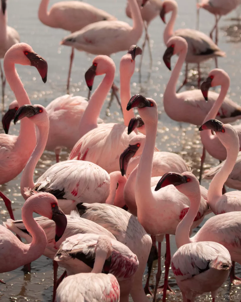 Flamingo Kolonie in Walvis Bay