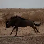 Gnu seitlich rennend durch Etosha National Park
