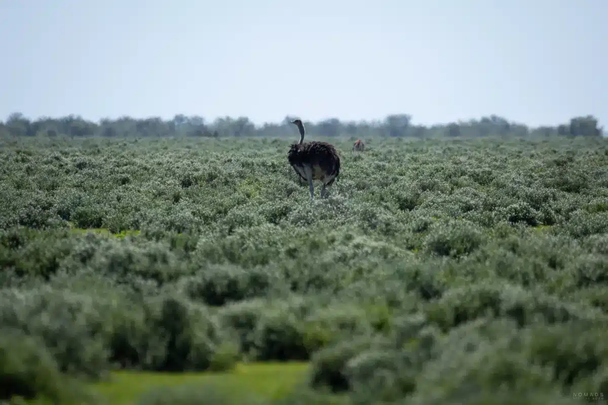 Ein Strauß wandert durch die üppige Vegetation des Etosha Nationalparks in Namibia.