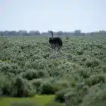 Ein Strauß wandert durch die üppige Vegetation des Etosha Nationalparks in Namibia.