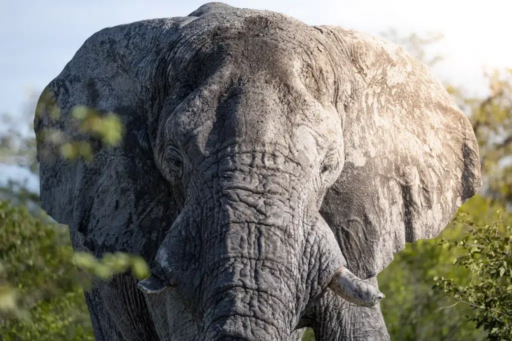 Alter Elefantenbulle im Etosha Nationalpark während der Regenzeit, frontal fotografiert