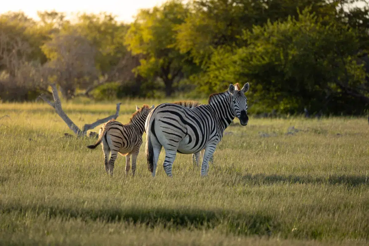 Zebra und Jungtier auf einer saftig grünen Wiese im Etosha Nationalpark in Namibia.