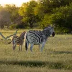 Zebra und Jungtier auf einer saftig grünen Wiese im Etosha Nationalpark in Namibia.