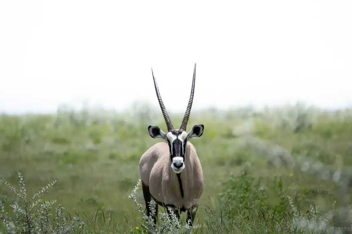 Ein Oryx steht aufmerksam inmitten des hohen Grases im Etosha Nationalpark während der Regenzeit.