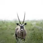 Ein Oryx steht aufmerksam inmitten des hohen Grases im Etosha Nationalpark während der Regenzeit.