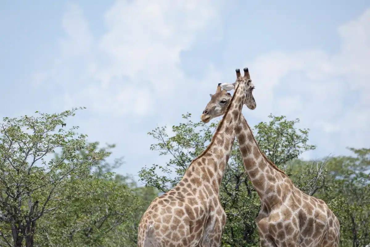Zwei Giraffen im Etosha Nationalpark, die sich im dichten Grün der Regenzeit gegenseitig den Hals reiben.