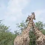 Zwei Giraffen im Etosha Nationalpark, die sich im dichten Grün der Regenzeit gegenseitig den Hals reiben.