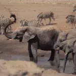 Elefantenherde im Vordergrund am Wasserloch trinkend sowie Zebras im Hintergrund