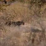 Leopard streift durch die Büsche im Etosha Nationalpark