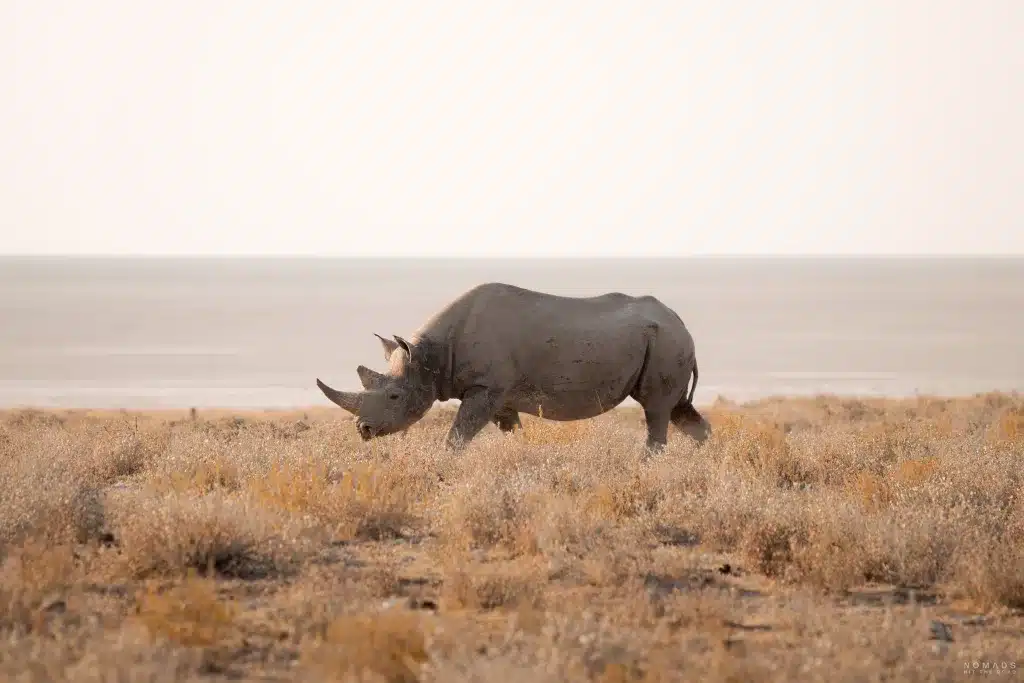 Nashorn läuft zwischen getrockneten Gräsern