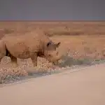 Nashorn auf die Straße laufend