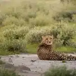 Gepard liegt entspannt auf einem sandigen Weg, den Kopf in Richtung der Kamera gedreht. Im Hintergrund ist die Vegetation unscharf zu sehen.