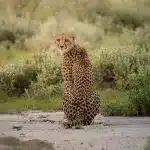 Ein Gepard sitzt auf einem sandigen Weg im Onguma Game Reserve und schaut direkt in die Kamera. Im Hintergrund ist die grüne Vegetation Namibias zu sehen.