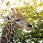 Giraffe im Onguma Game Reserve bei Sonnenlicht zwischen den Bäumen