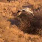 Pelikan am Lake Oanob in Namibia in der Luft vor Bäumen und Sträuchern