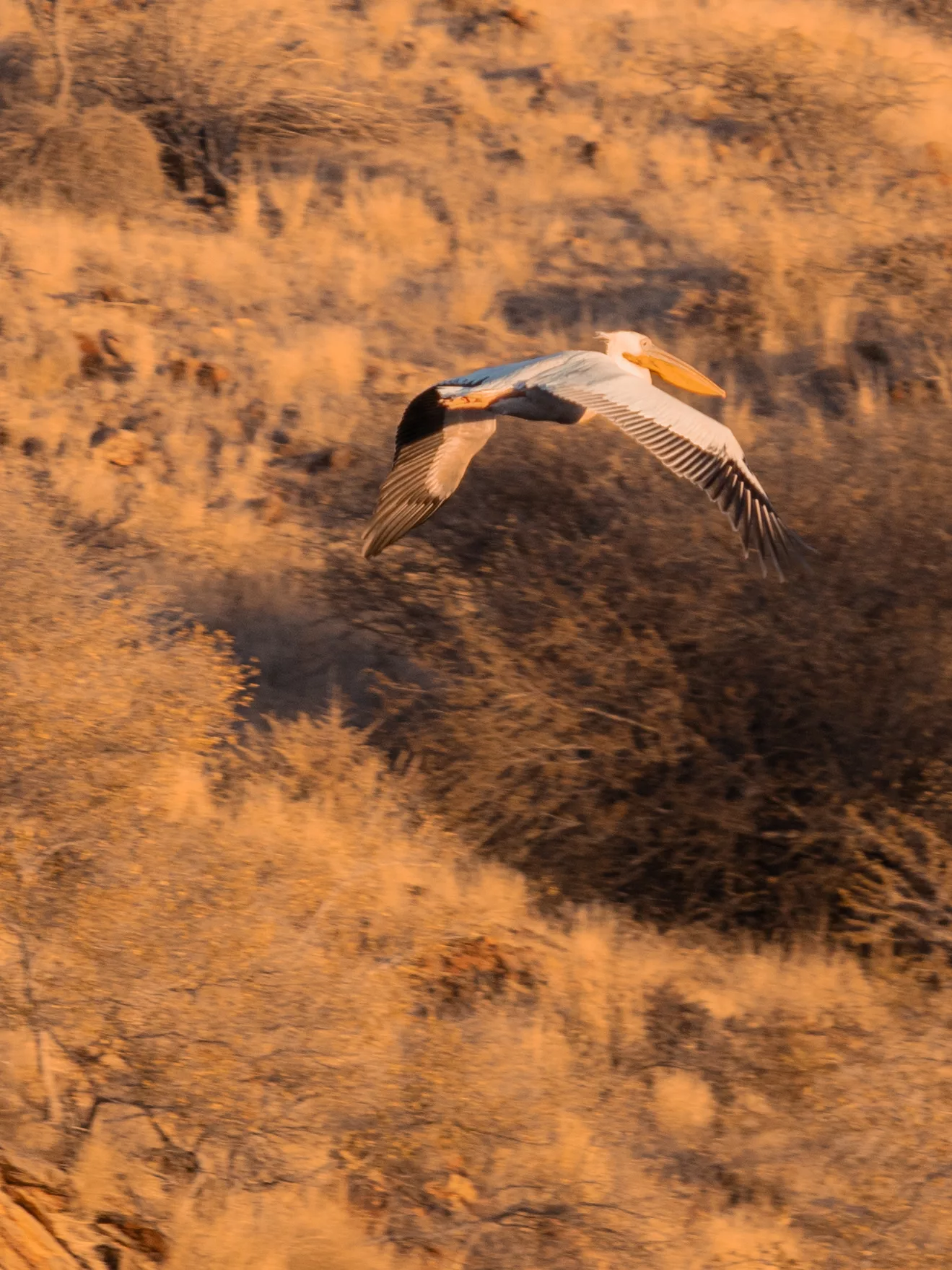 Pelikan am Lake Oanob in Namibia in der Luft vor Bäumen und Sträuchern