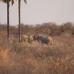 Zwei Elefanten, die während des Sonnenuntergangs miteinander spielen