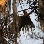 Eine Eule sitzt in einem Palmenbaum