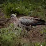Aufnahme eines grau blauen Vogels mit langem Schnabel im grünen Gras
