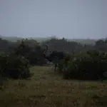 Nasser Strauss zwischen hohen Büschen im dunklen und verregnete Addo Elephant National Park