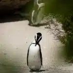 Brillenpinguin am Boulders Beach