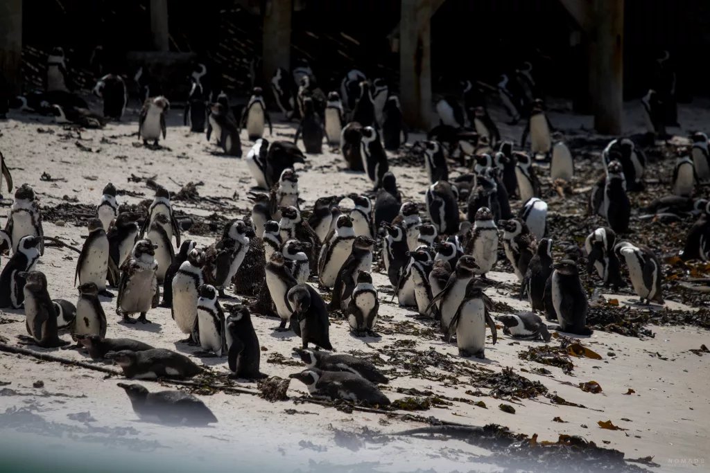 Kapstadt Sehenswürdigkeiten: Pinguinkolonie am Strand vom Boulders Beach