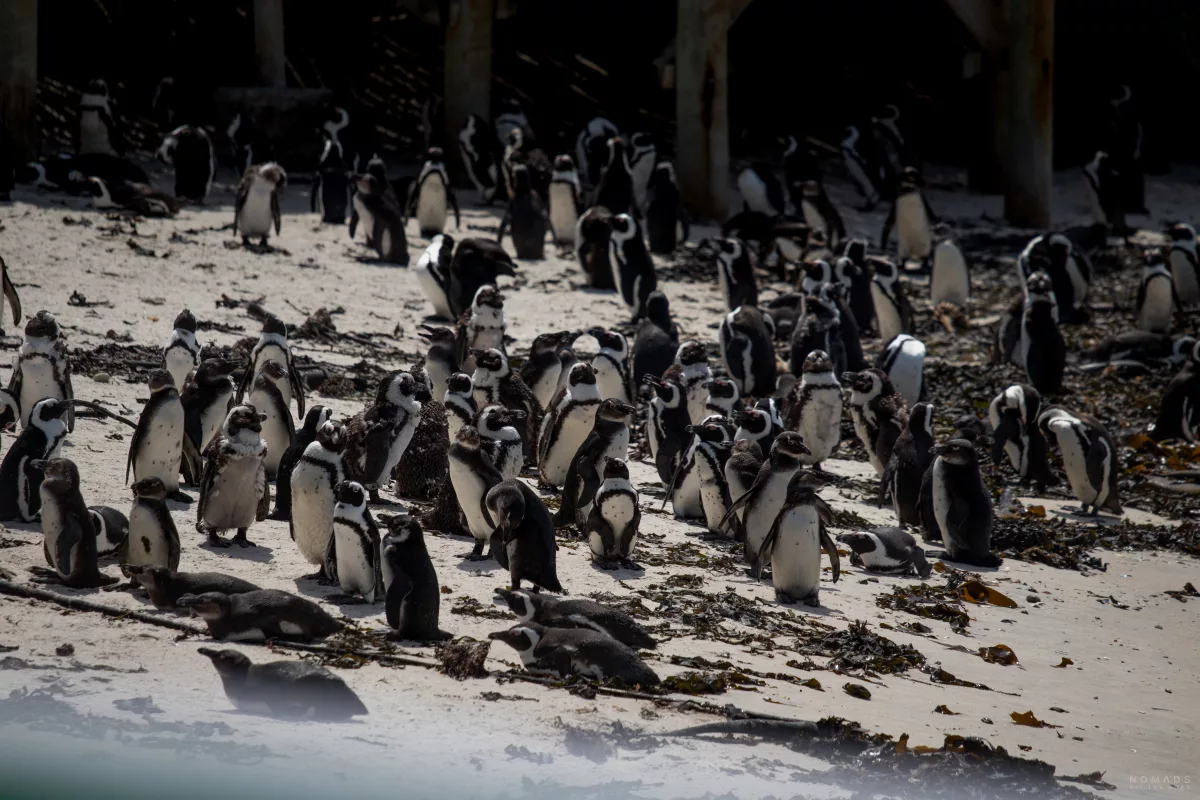 Pinguinkolonie am Strand vom Boulders Beach, Simon's Town, Kapstadt